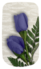 DAROYAL-055 2 Roses Purple